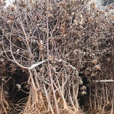 COTTON STALK FUEL ESBEE